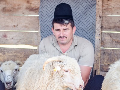 transhumanţă România ciobanul Ionică Sterp despre oaie Mioriţa 2017 slider